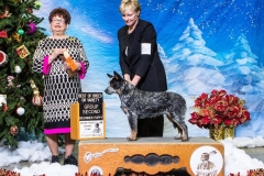 Bullet-puppy-grp2 Bullet-puppy-grp2